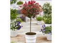 Photinia x fraseri Little Red Robin