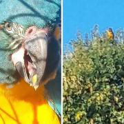 Lily and Margot, two blue-throated macaws, flew away on October 21 while flying freely as part of their daily routine at the Zoo near Regents Park.