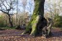 Hampstead Heath's Hollow Beech, where children and adults climb. Picture: Paul Wood