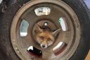 SEWH saved a young fox cub after he got his head stuck in a wheel.