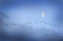 Pink-footed geese flying back to their roost on The Wash at dusk