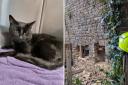 The black male cat, now named Flint, was saved after spending around 10 hours wedged between an external wall and an inner wall of a neighbouring property in Horseshoe Mews, Acre Lane, Brixton