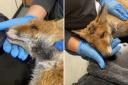 The fox, named Sykes, is still receiving treatment for his injuries and his still fighting for life