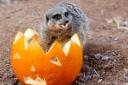 Dracula the Halloween meerkat at London Zoo