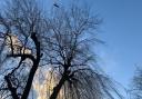 Hampstead Heath during Storm Eunice