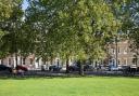 Trees in Highbury Fields