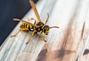 It's best to seek professional pest control advice to help you get rid of a wasp infestation and reduce the risk of you being stung or not completely getting rid of the problem.