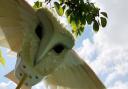 Animal puppets feature in Nature Elly at the Little Angel Theatre