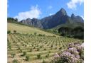 Old-vine landscape in Franschhoek, South Africa