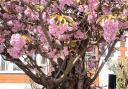 This cherry tree in Beversbrook Road, Tufnell Park, is one of two that will be felled after Islington Council said they pose an 