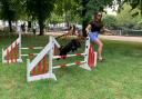 Nugget, a Cavapoochon owned by Babs Normile, at The Dog Olympix last year