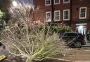 The tree fell across Lloyd Baker Street in Clerkenwell on Tuesday ( January 2), missing a car by 