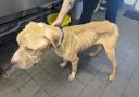 Haze was taken to an animal hospital in an emaciated condition