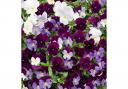 The best trailing pansy - Pansy Cool Wave Berries and Cream Mix