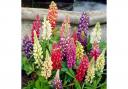 Perfect for adding structure - Lupin Gallery Mix