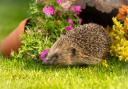 Brits are being urged to help hedgehogs out this autumn and winter