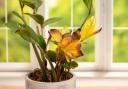 One of the most common mistakes that causes houseplants to die is placing them in the wrong levels of sunlight.