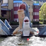 Jaimie Shorten’s sharks now installed at City Road Basin.