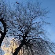 Hampstead Heath during Storm Eunice