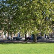 Trees in Highbury Fields