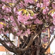 This cherry tree in Beversbrook Road, Tufnell Park, is one of two that will be felled after Islington Council said they pose an 