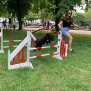 Nugget, a Cavapoochon owned by Babs Normile, at The Dog Olympix last year