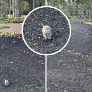 The rats were spotted at the playground in Finsbury Park on Saturday (October 14)