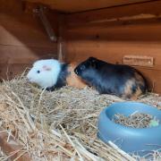 Guinea pigs Hector and Horace were found abandoned near a park in Copenhagen Street, Islington