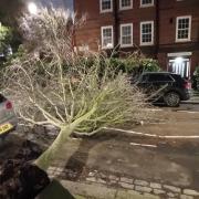 The tree fell across Lloyd Baker Street in Clerkenwell on Tuesday ( January 2), missing a car by 