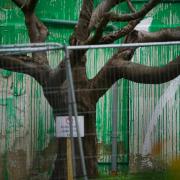 The streaks of white paint were spotted on the Banksy mural in Finsbury Park this morning  (March 20)