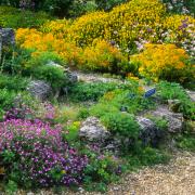 We've teamed up with You Garden to help save you £5 on a Alpine Plant Lucky Dip Collection