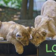 Asiatic Lion cubs investigate a blackboard displaying their weights