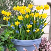 Narcissus and Muscari bulbs without the hassle!