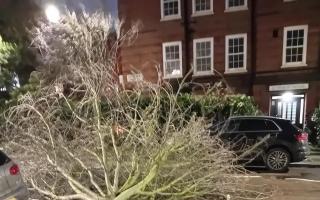 The tree fell across Lloyd Baker Street in Clerkenwell on Tuesday ( January 2), missing a car by 